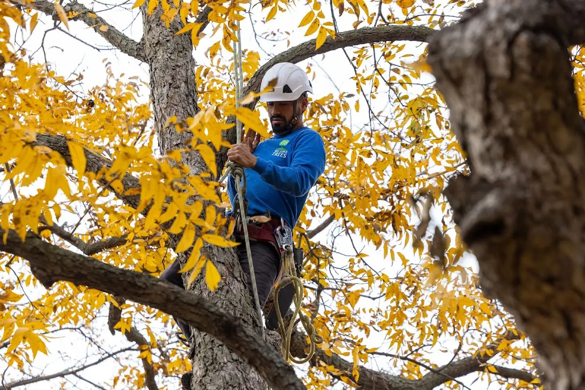 Skilled Tree Trimming crew working in Winona